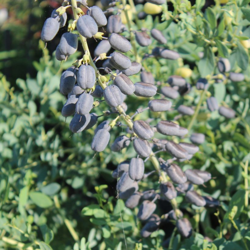 Baptisia alba var macrophylla - Weiße Indigolupine (Harvest)