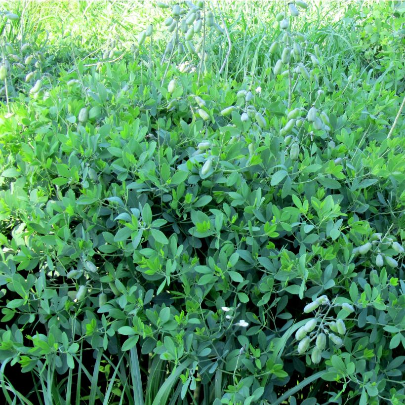 Baptisia alba var macrophylla - Weiße Indigolupine (Plant habit)