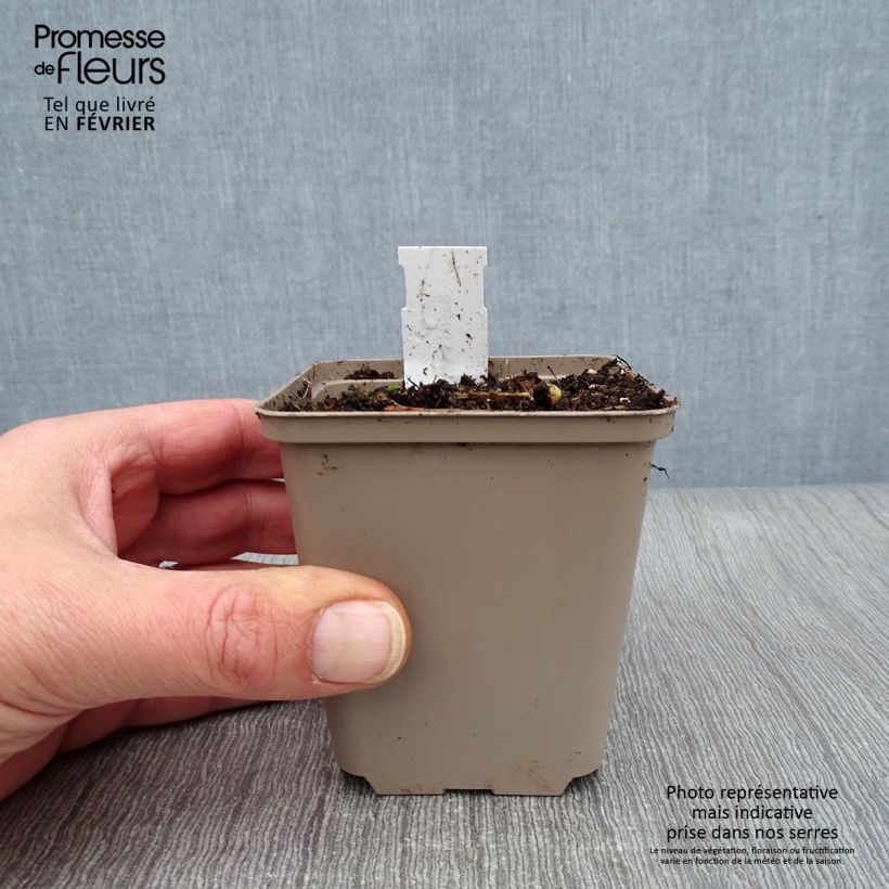 Exemplar von Baptisia albescens Pink Form - Falscher Indigo Kleine Töpfe von 8/9 cm wie im Winter geliefert