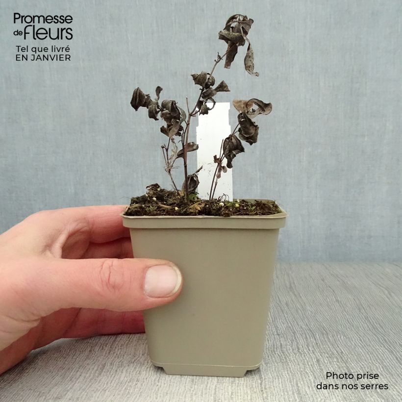 Exemplar von Baptisia australis var. minor Dark Blue - Indigolupine Kleine Töpfe von 8/9 cm wie im Winter geliefert