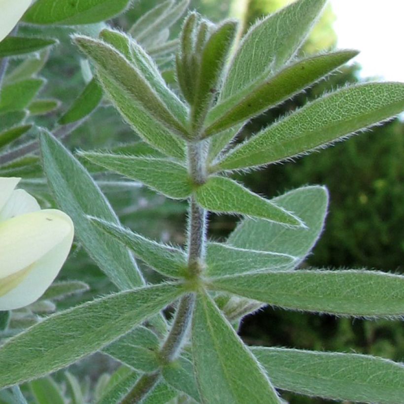Baptisia bracteata - Färberhülse (Foliage)