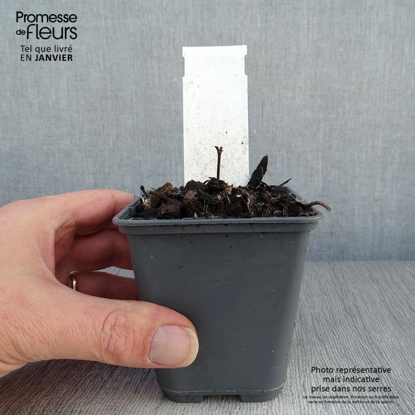 Exemplar von Baptisia bracteata - Färberhülse Kleine Töpfe von 8/9 cm wie im Winter geliefert