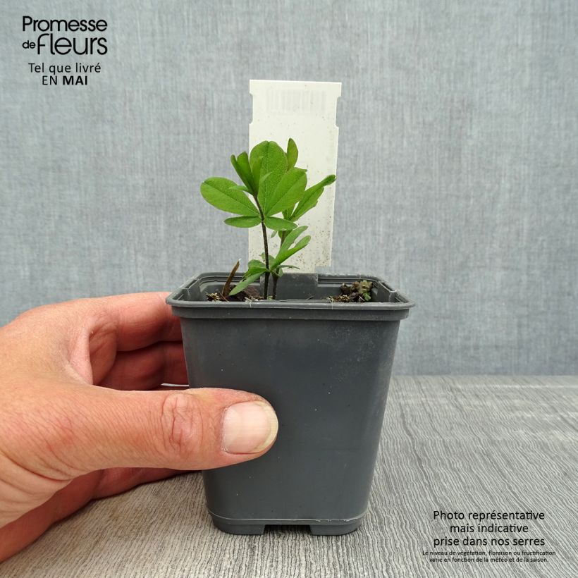 Exemplar von Baptisia bracteata - Färberhülse Kleine Töpfe von 8/9 cm wie im Frühjahr geliefert