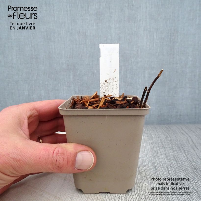 Exemplar von Baptisia alba - Weiße Indigolupine Kleine Töpfe von 8/9 cm wie im Winter geliefert