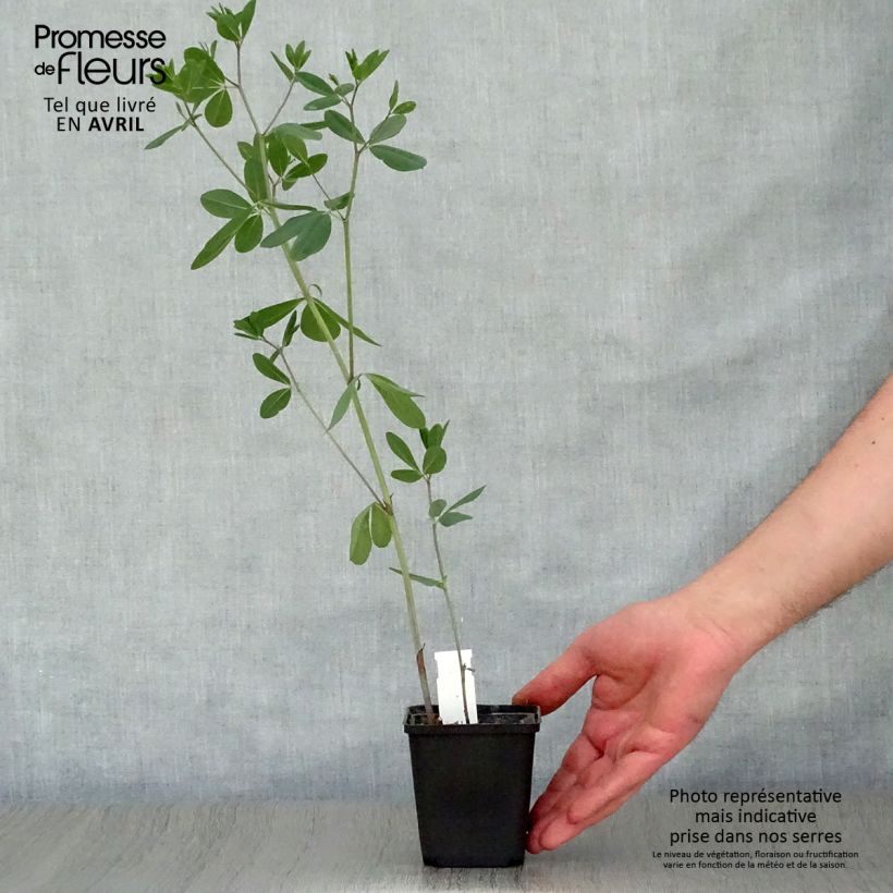 Exemplar von Baptisia sphaerocarpa - Färberhülse Kleine Töpfe von 8/9 cm wie im Frühjahr geliefert