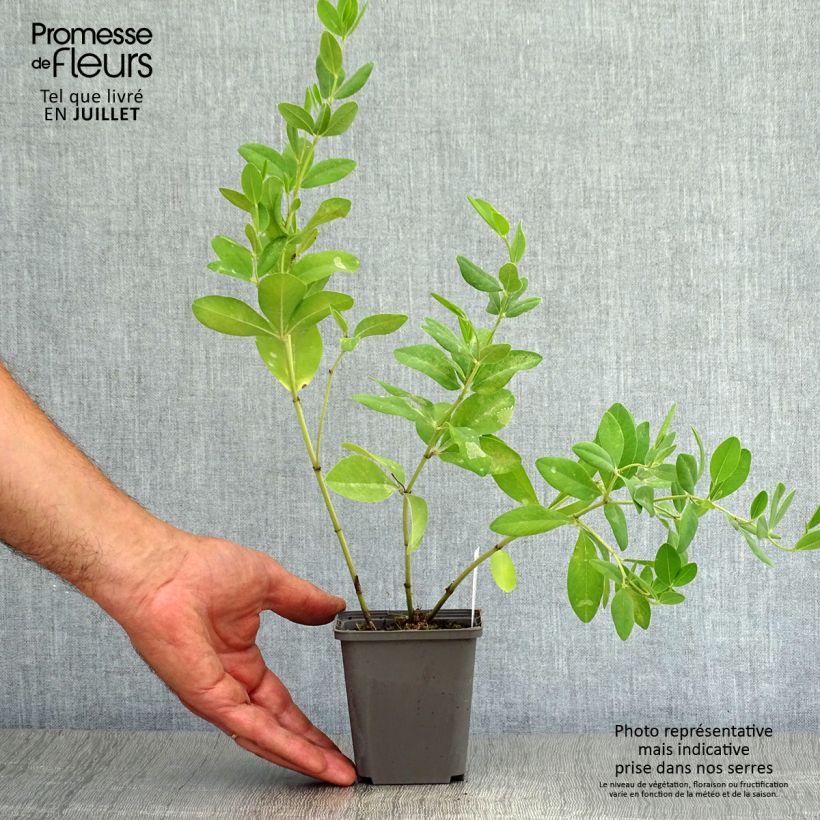 Exemplar von Baptisia sphaerocarpa - Färberhülse Kleine Töpfe von 8/9 cm wie im Sommer geliefert