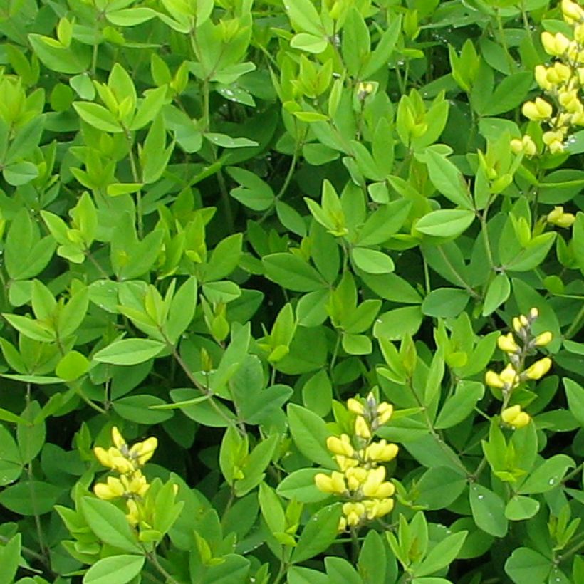 Baptisia tinctoria - Wilder Indigo (Foliage)
