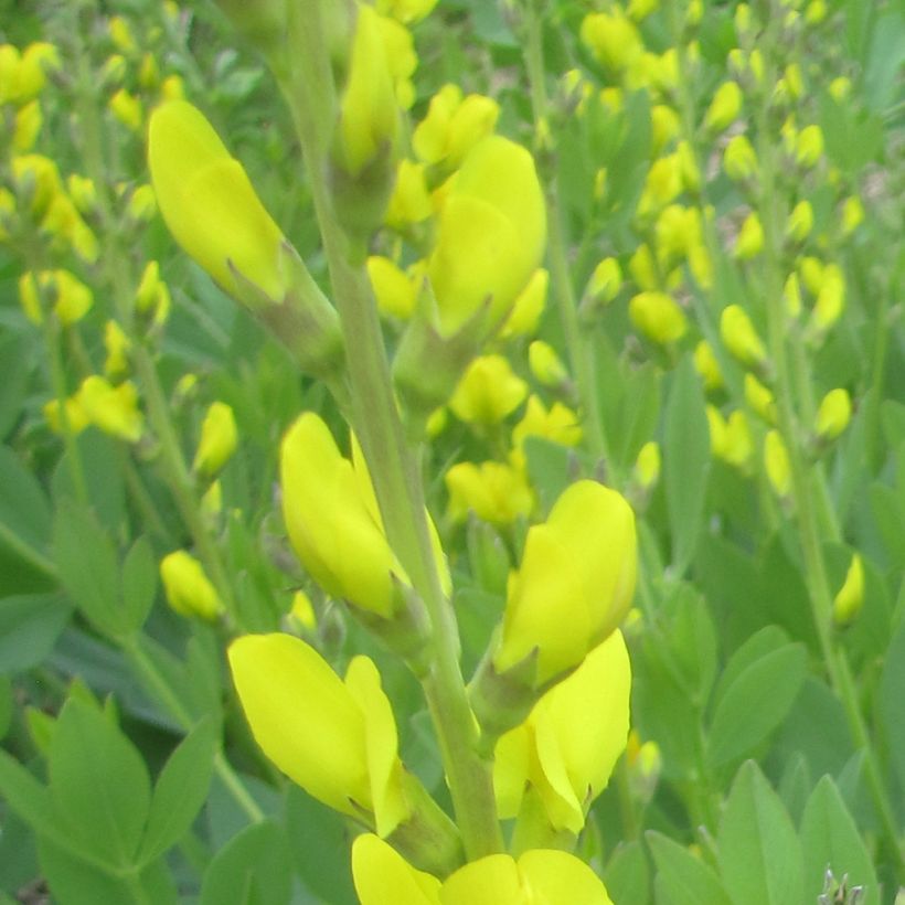 Baptisia tinctoria - Wilder Indigo (Flowering)