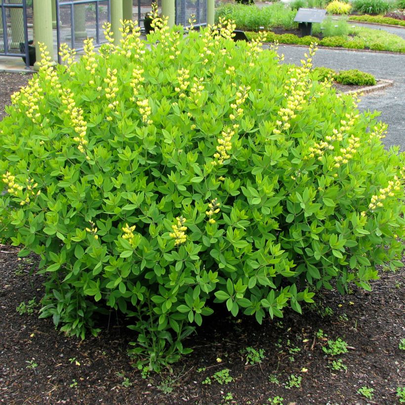 Baptisia tinctoria - Wilder Indigo (Plant habit)