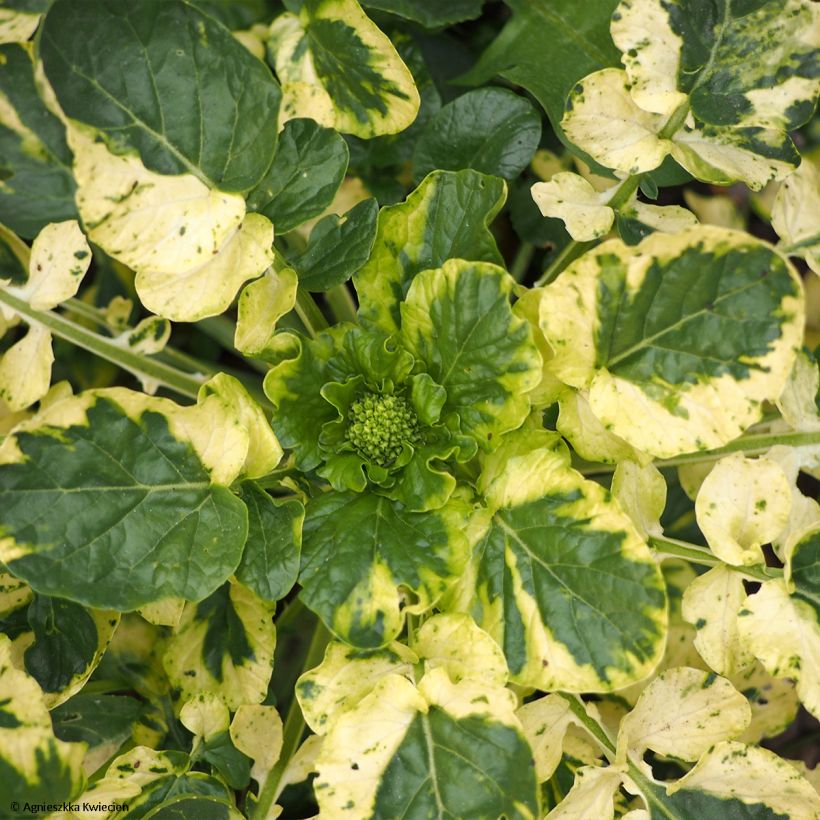 Barbarea vulgaris Variegata - Gemeines Barbarakraut (Foliage)