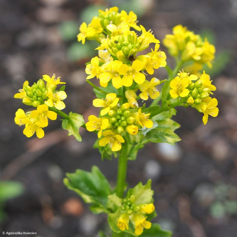 Barbarea vulgaris Variegata - Gemeines Barbarakraut (Flowering)