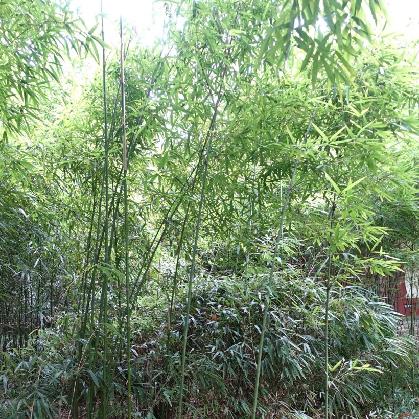 Bashania fargesii - Chinesischer Bergbambus (Plant habit)