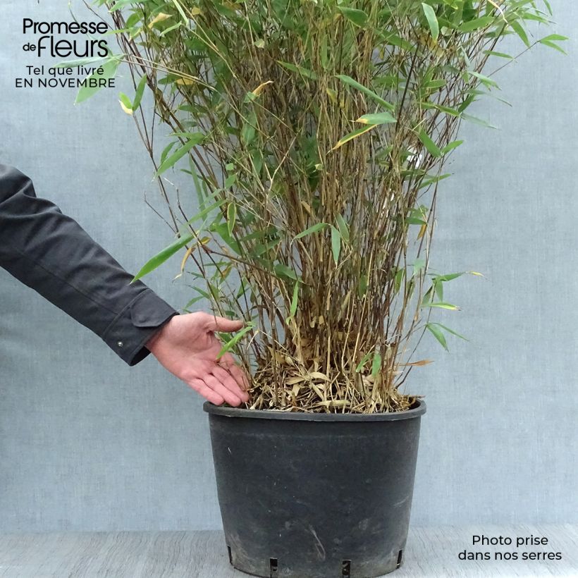 Example of Bashania fargesii - Chinesischer Bergbambus Topf mit 12L/15L as you get in automne