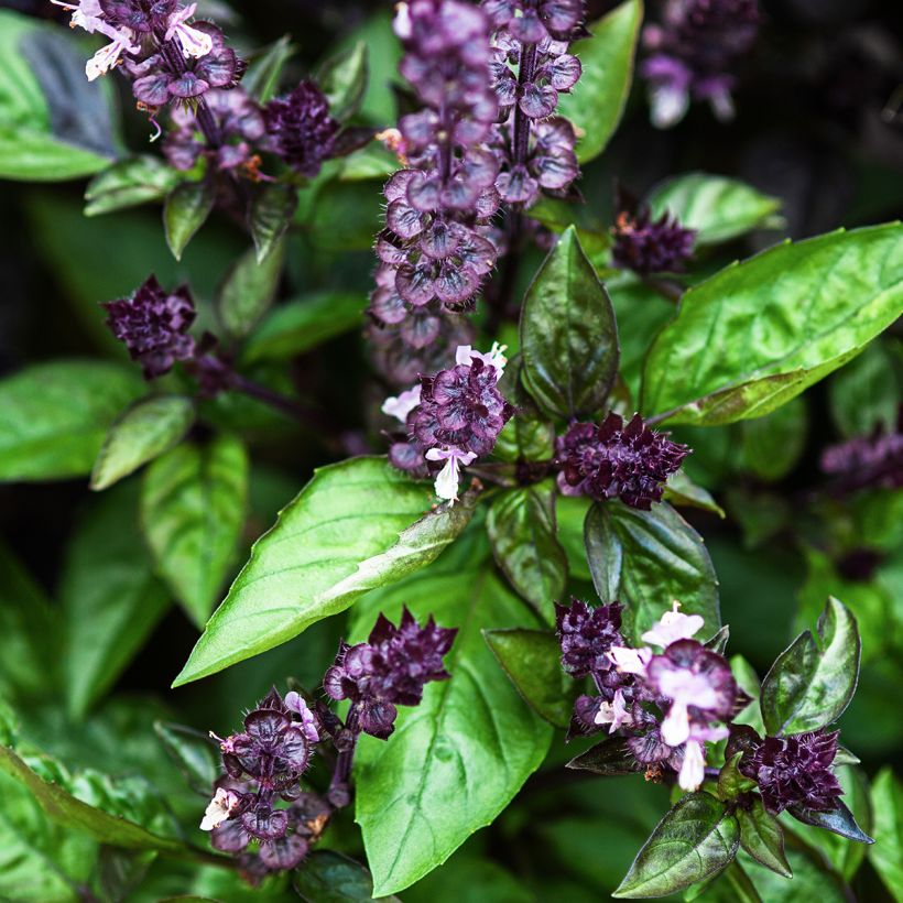Basilikum Cinamonette (Flowering)