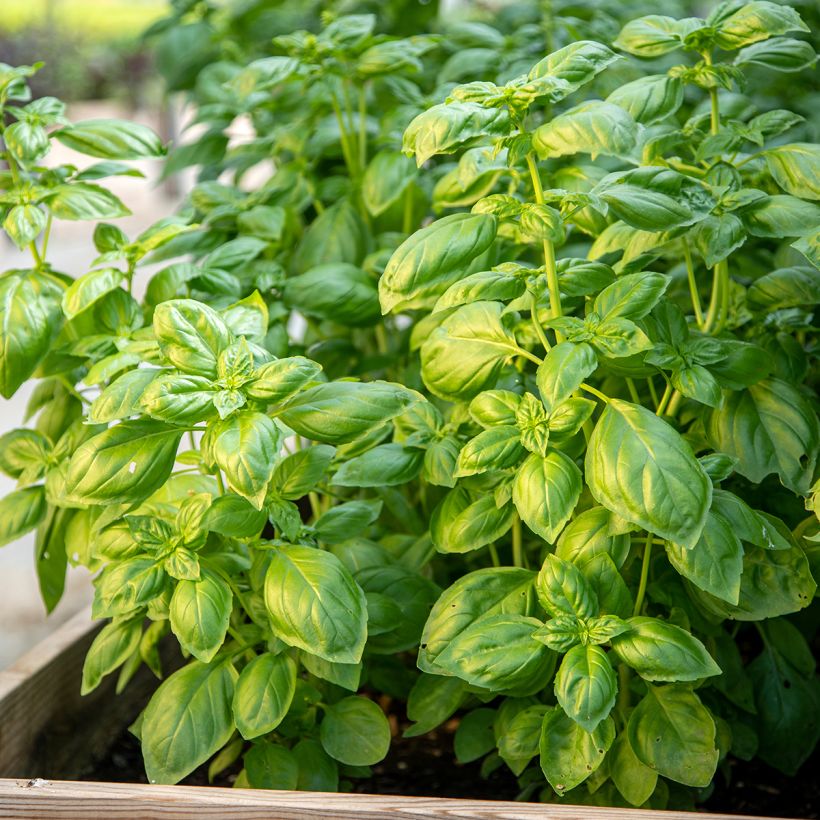 Basilikum Genovese Bio (Plant habit)