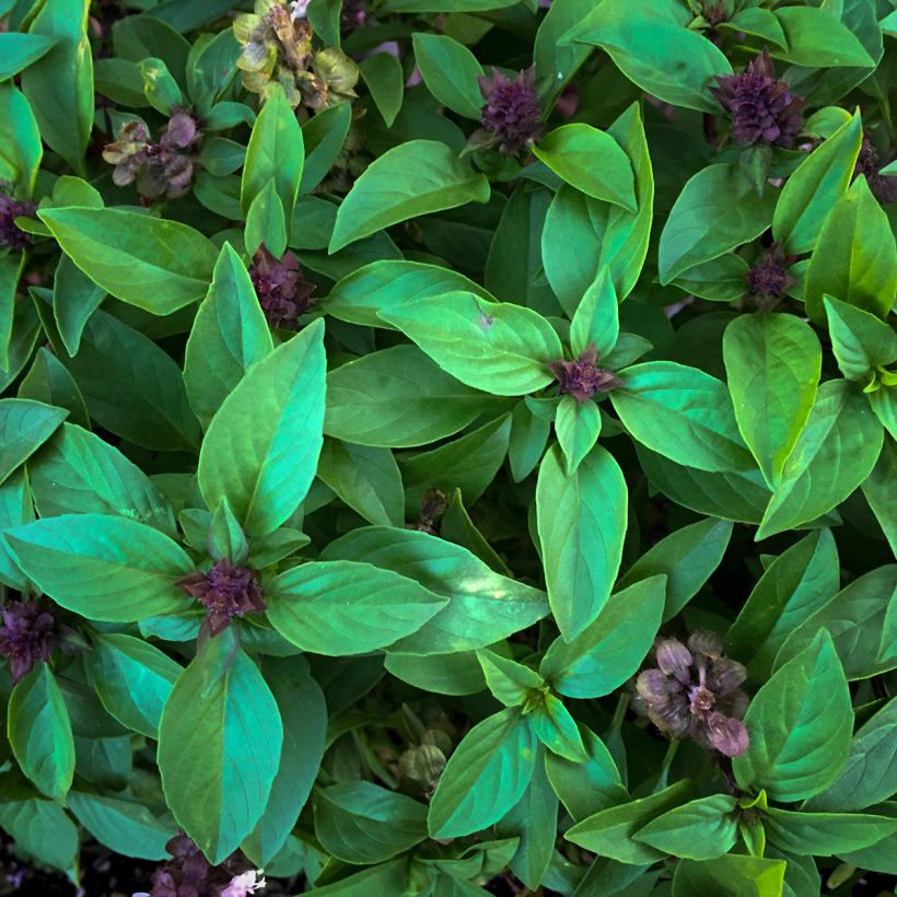 Basilikum Spice Boys Queen of Sheba (Foliage)