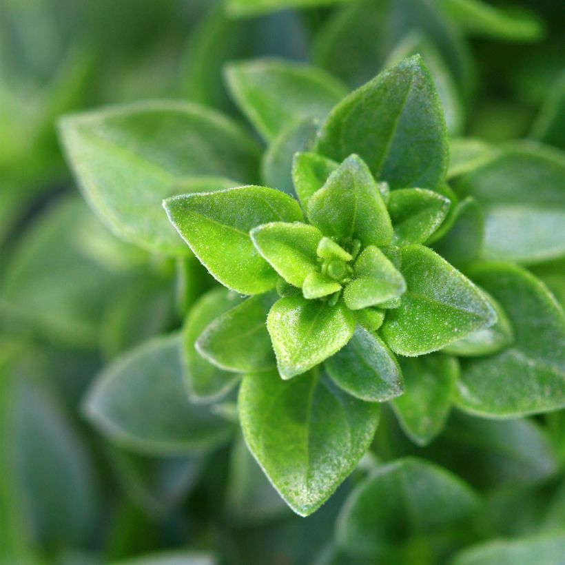 Basilikum Spice Boys Spicy Globe (Foliage)