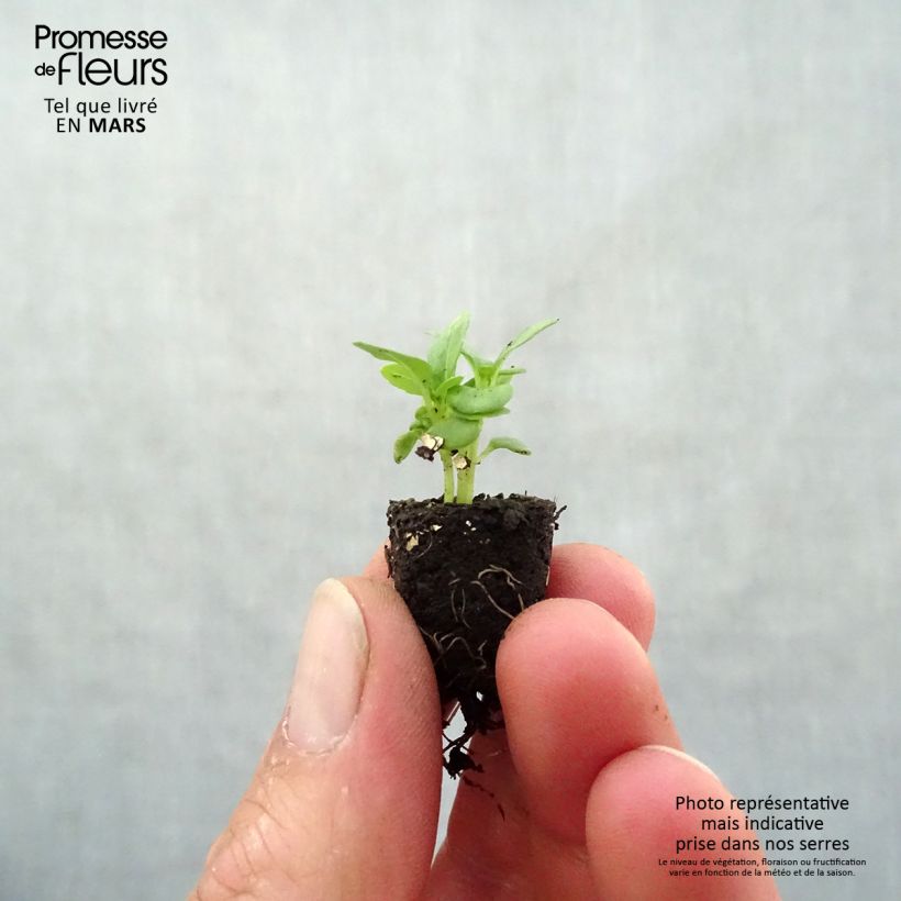 Example of Basilikum fin vert nain compact Bio Mini-Plug Ø 1,5/2,5 cm as you get in printemps