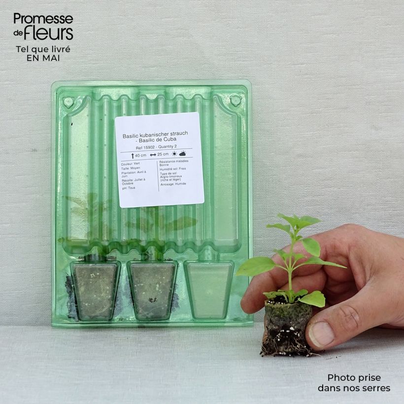 Example of Basilikum kubanischer strauch Mini-Plug Ø 3/4 cm as you get in printemps