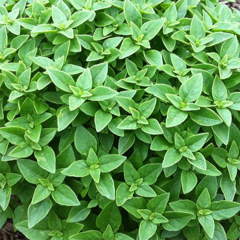 Basilikum Pistou (Foliage)