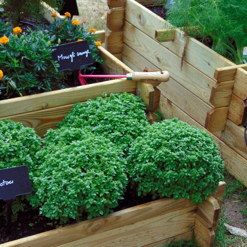 Basilikum Pistou (Plant habit)