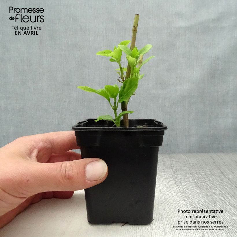 Exemplar von Basilikum Selloi - Ocimum fragrantissimum Kleine Töpfe von 8/9 cm wie im Frühjahr geliefert