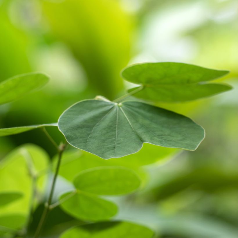 Bauhinia acuminata - Bauhinie (Foliage)