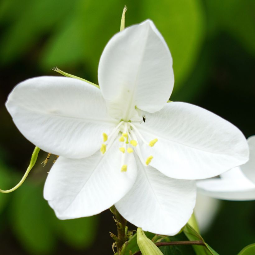 Bauhinia acuminata - Bauhinie (Flowering)