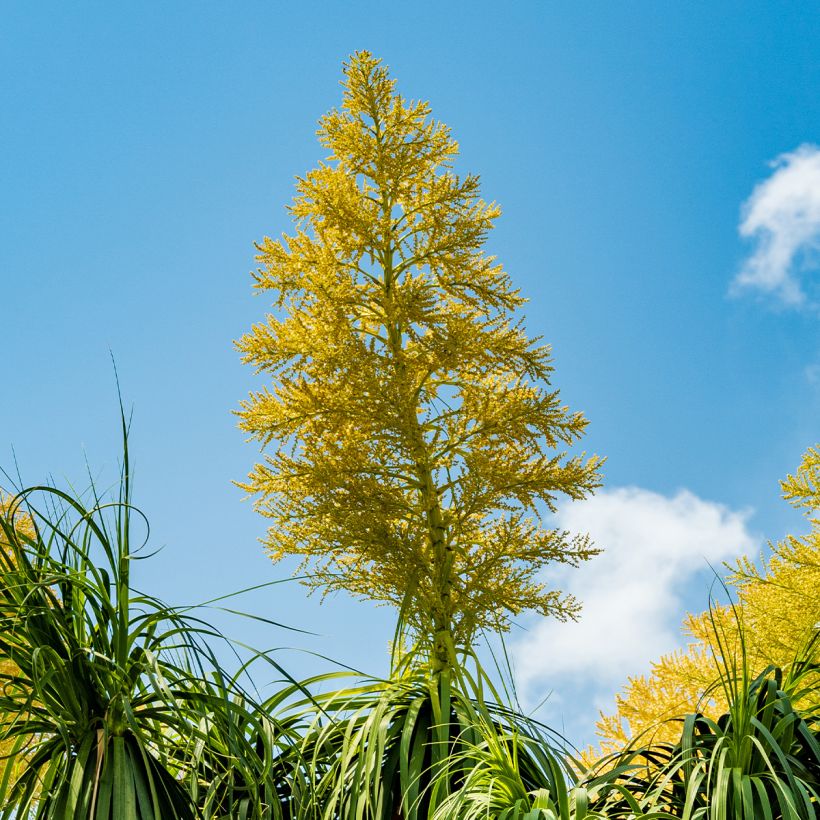 Beaucarnea recurvata - Elefantennuss (Flowering)
