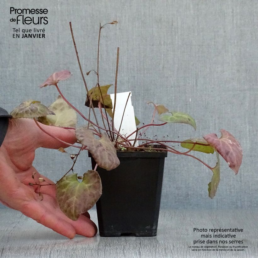 Exemplar von Beesia calthifolia Kleine Töpfe von 8/9 cm wie im Winter geliefert