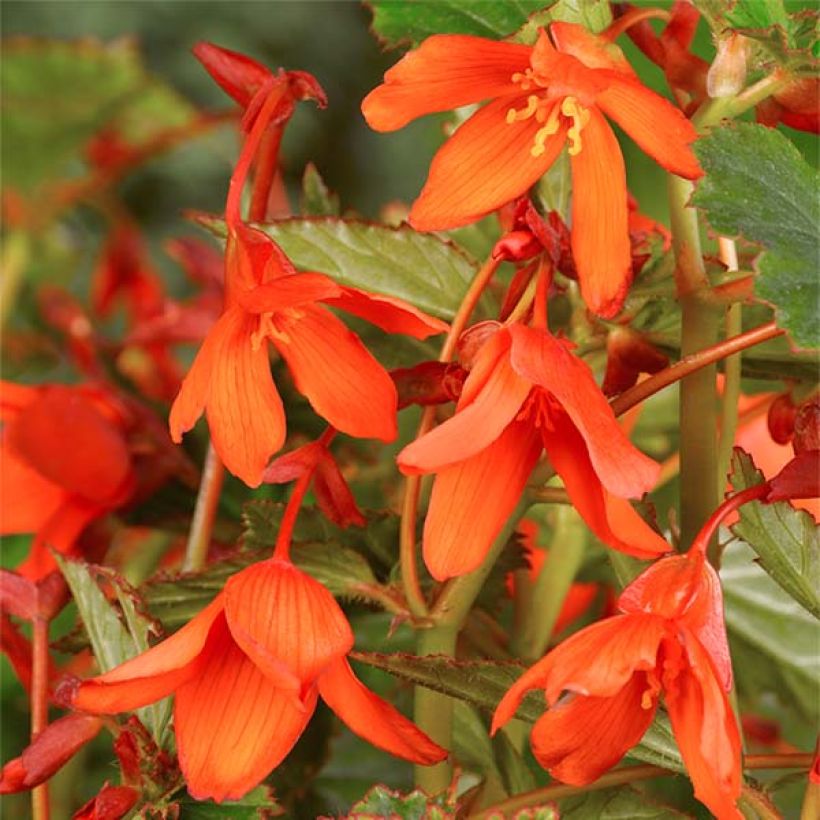 Begonie Tuberhybrida Bertini - Begonia (Flowering)