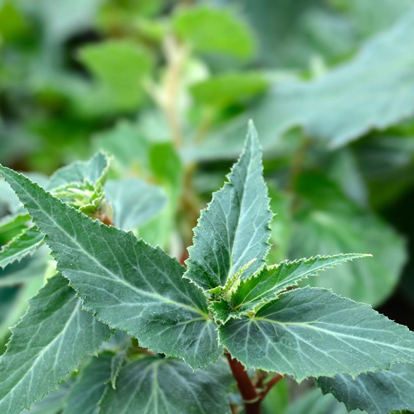 Begonie San Francisco (Samen) - Begonia Boliviensis (Foliage)