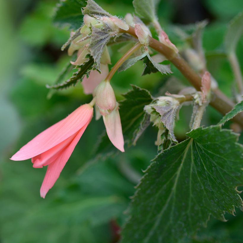 Begonie San Francisco (Samen) - Begonia Boliviensis (Flowering)