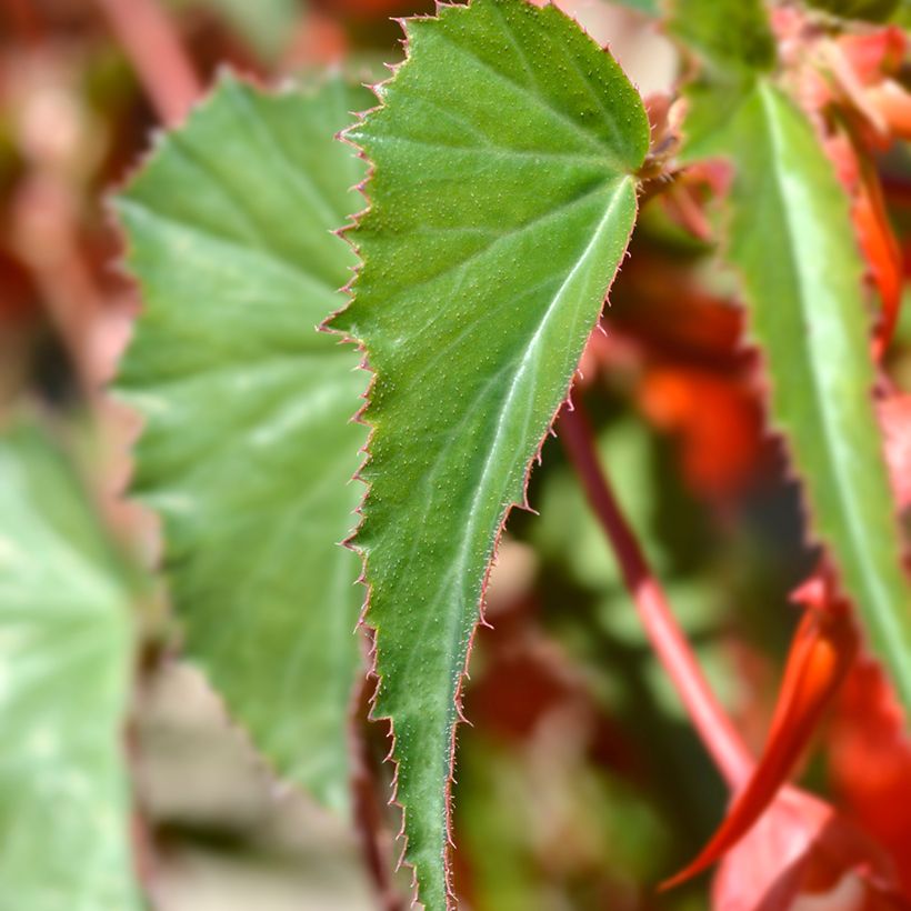 Begonie Santa Cruz (Samen) - Begonia Boliviensis (Foliage)
