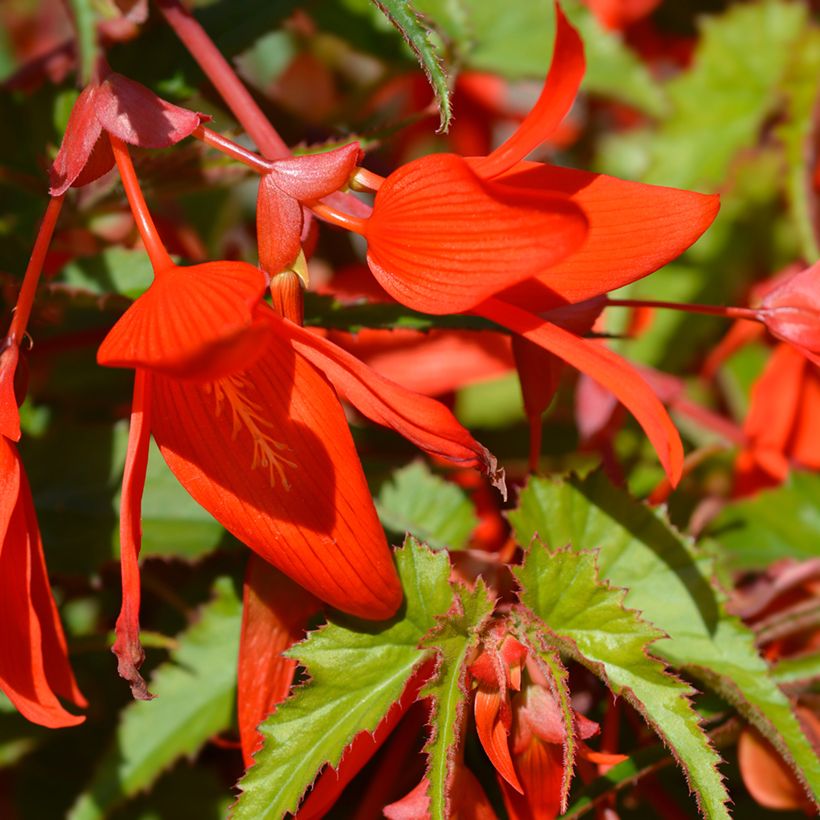Begonie Santa Cruz (Samen) - Begonia Boliviensis (Flowering)