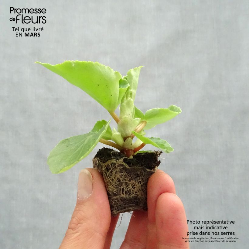 Example of Begonie Big F1 Pink Green Leaf - Begonia Mini-Plug Ø 3/4 cm as you get in printemps