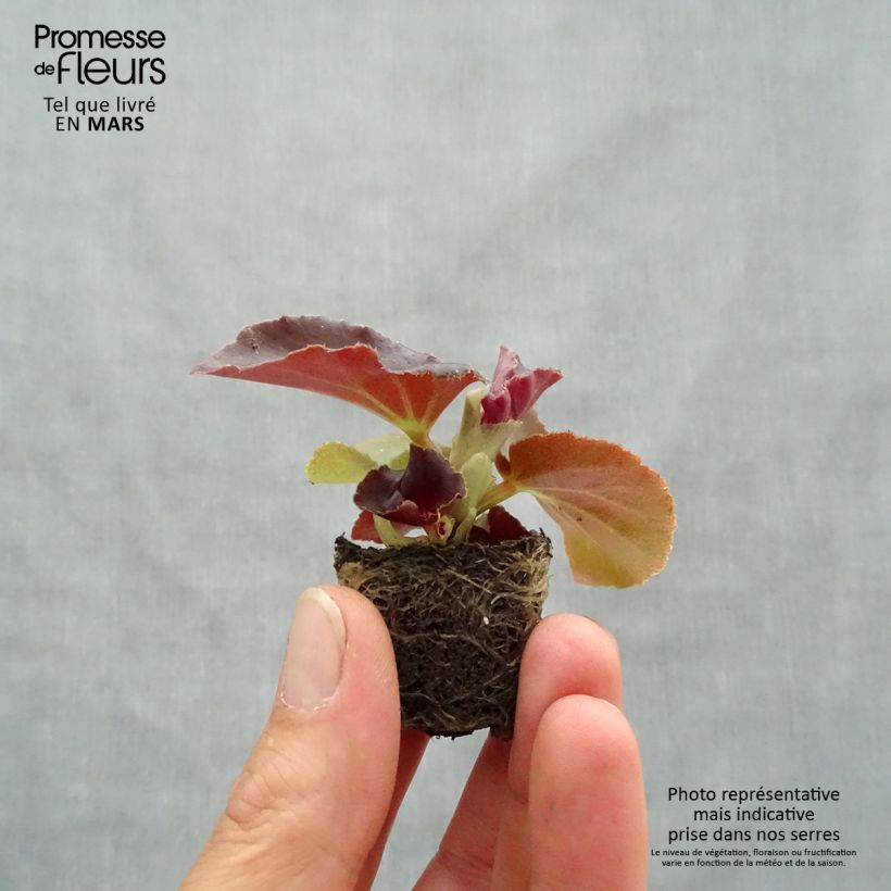 Example of Begonie F1 Big Red Bronze Leaf - Begonia Mini-Plug Ø 3/4 cm as you get in printemps
