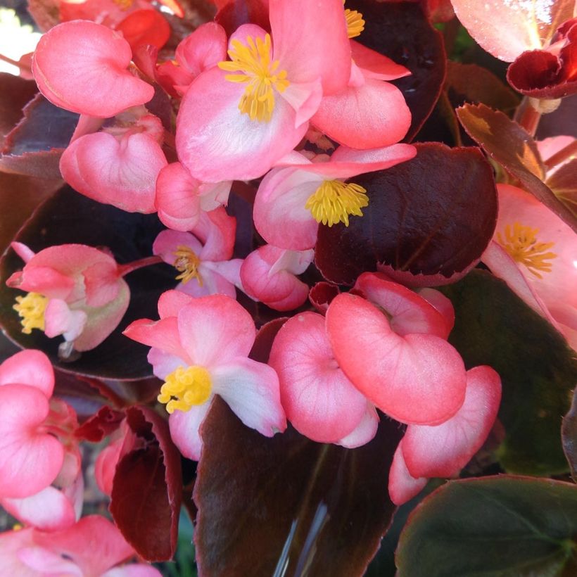 Begonie F1 Big Rose Bronze Leaf - Begonia (Flowering)