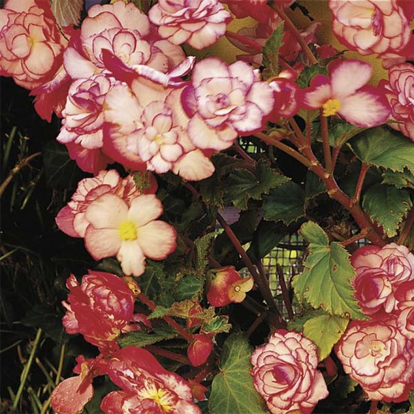 Begonie Bouton de Rose - Begonia erecta (Flowering)
