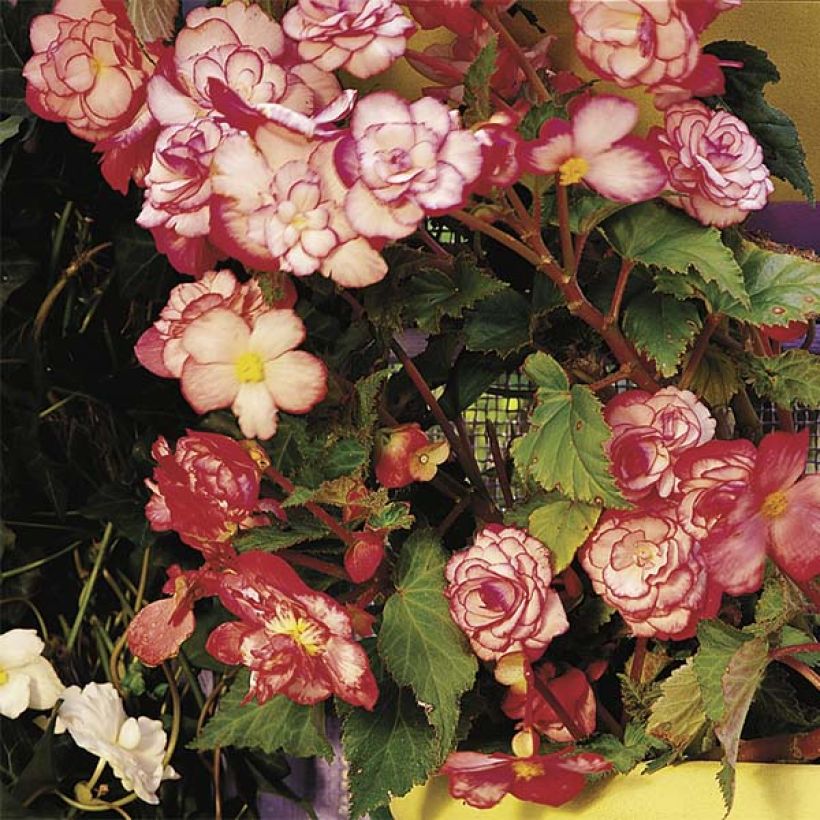 Begonie Bouton de Rose - Begonia erecta (Plant habit)