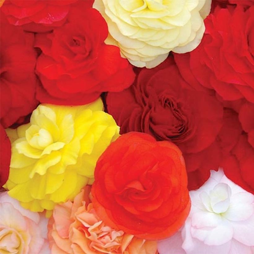 Begonie Compacta - Begonia (Flowering)