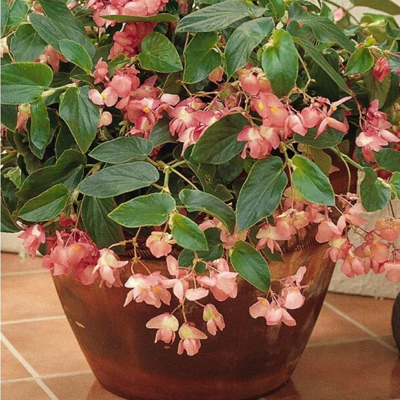 Begonie Dragon Wing Pink - Begonia semperflorens (Foliage)