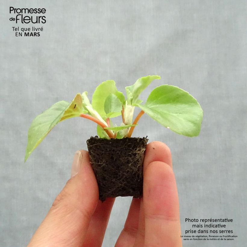Example of Begonie Dragon Wing Red - Begonia semperflorens Mini-Plug Ø 3/4 cm as you get in printemps