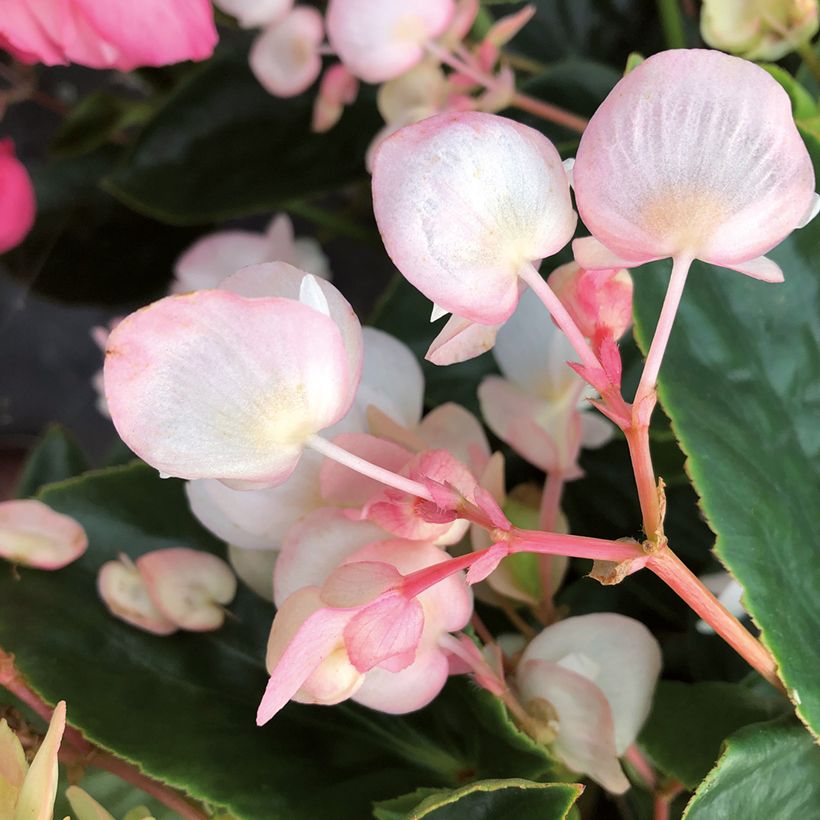 Begonie Dragon Wing White (Flowering)