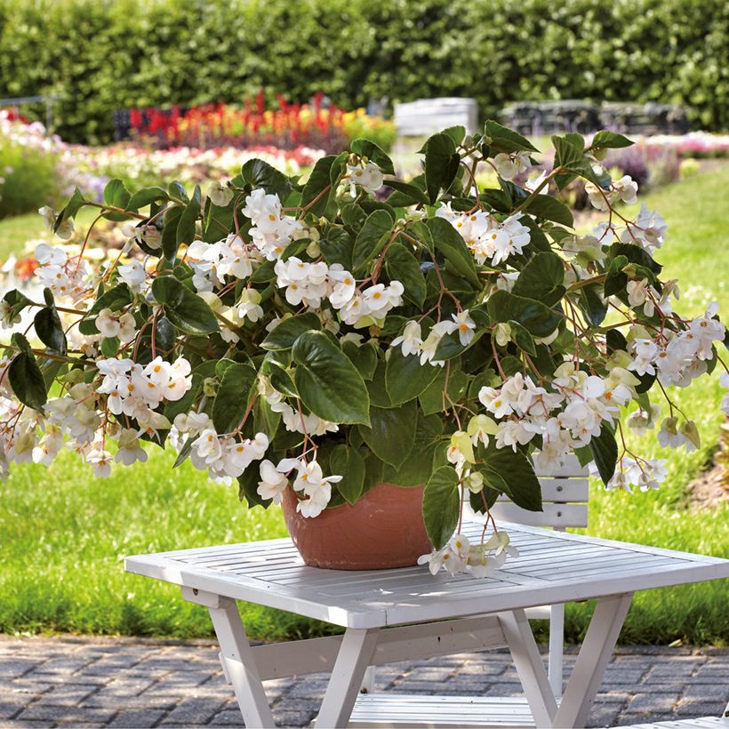 Begonie Dragon Wing White (Plant habit)