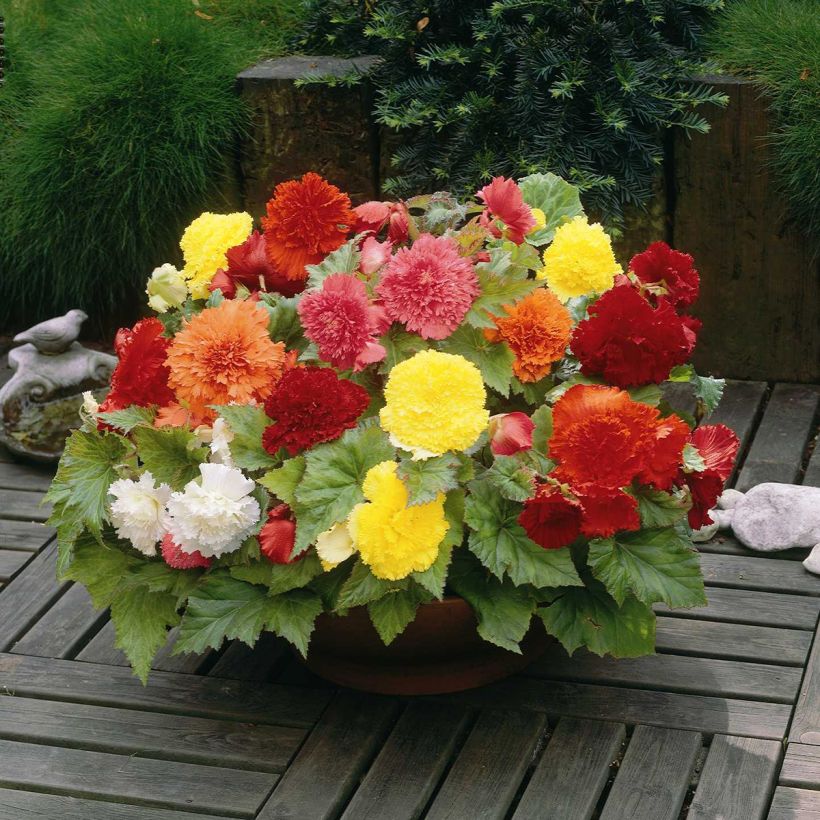 Begonia Fimbriata mix 6 Farben (Hafen)