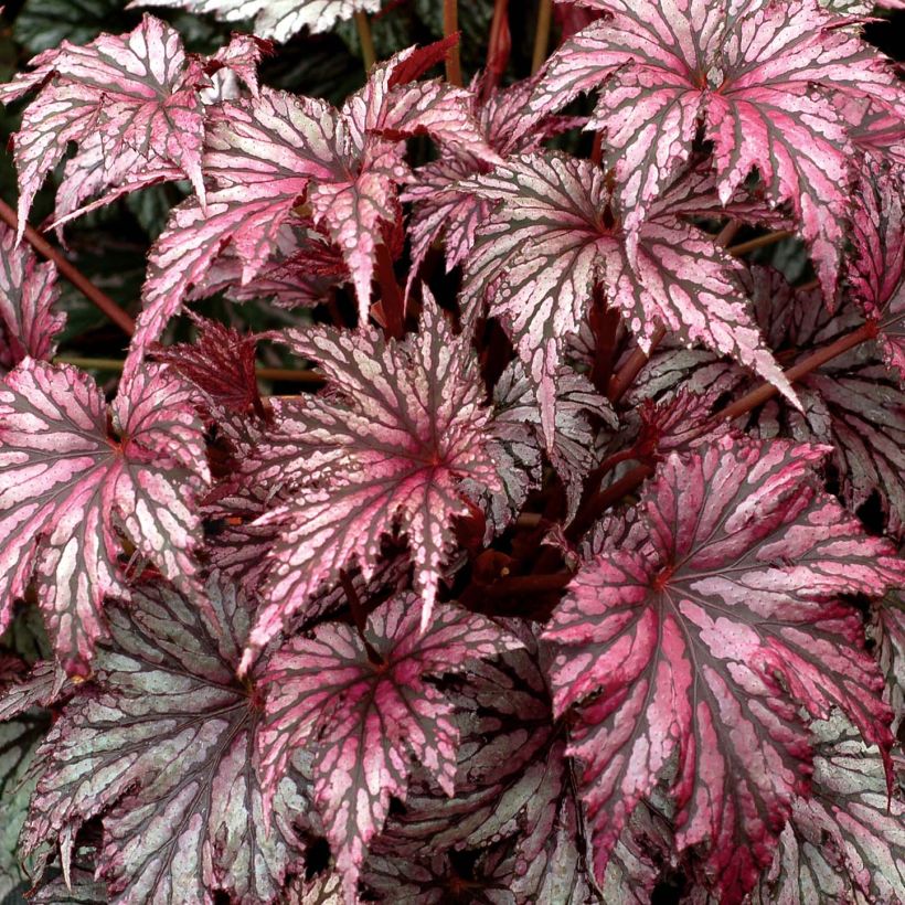 Begonie Garden Angel Plum - Begonia (Foliage)