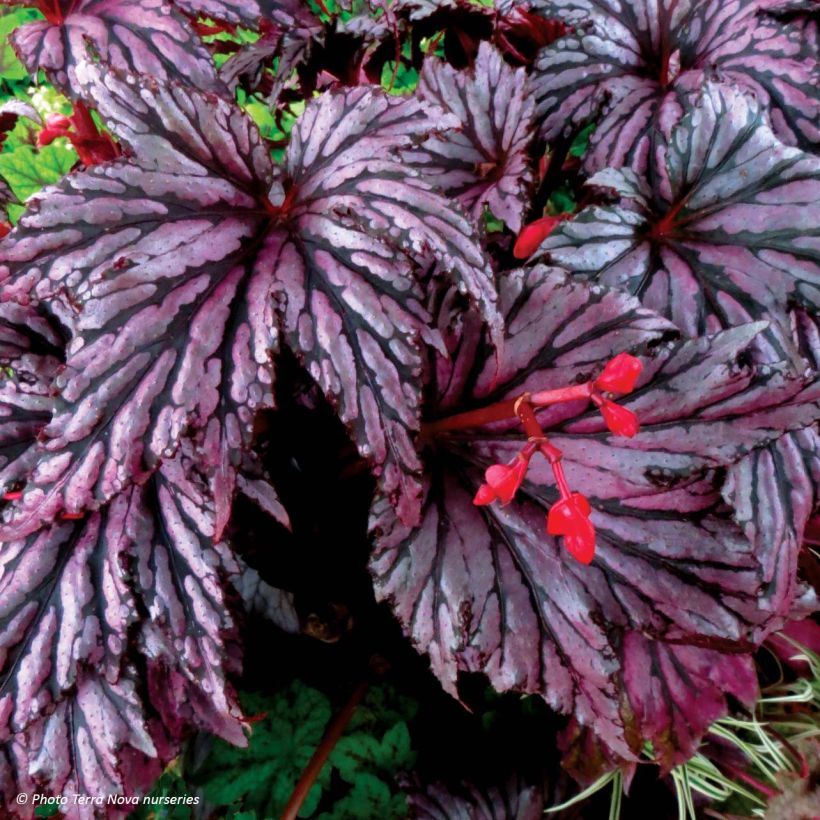 Begonie Garden Angel Plum - Begonia (Flowering)