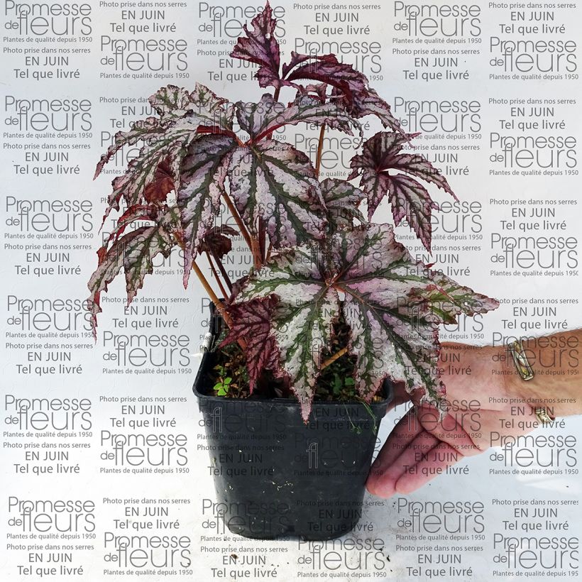 Example of Begonie Garden Angel Plum - Begonia Topf mit 2L/3L as you get