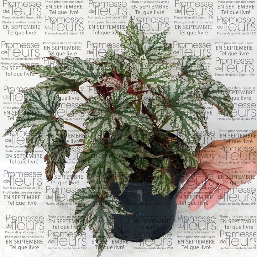 Example of Begonie Garden Angel Silver - Begonia Topf mit 2L/3L as you get